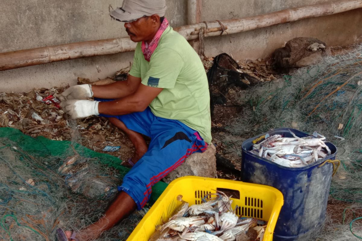 Tangkapan kepiting rajungan nelayan Labuhan Maringgai meningkat