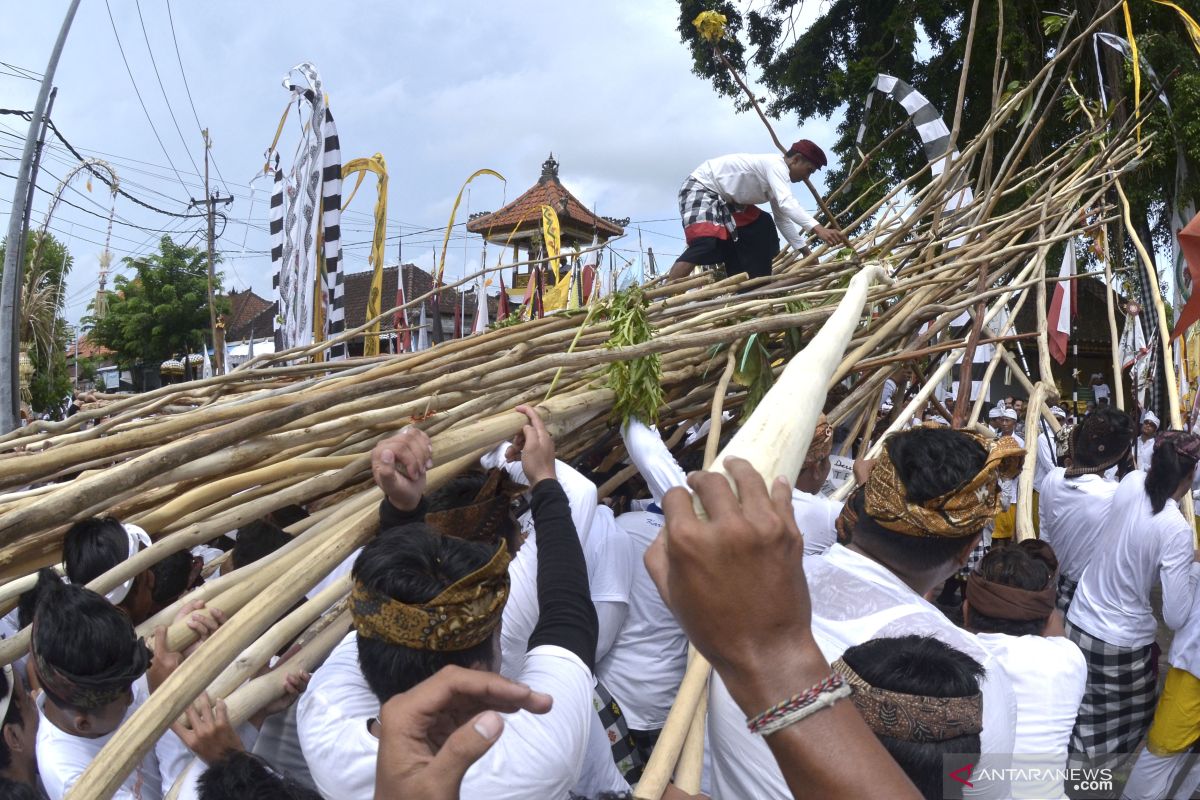 Thousands of residents participate in "Mekotek" Tradition in Badung