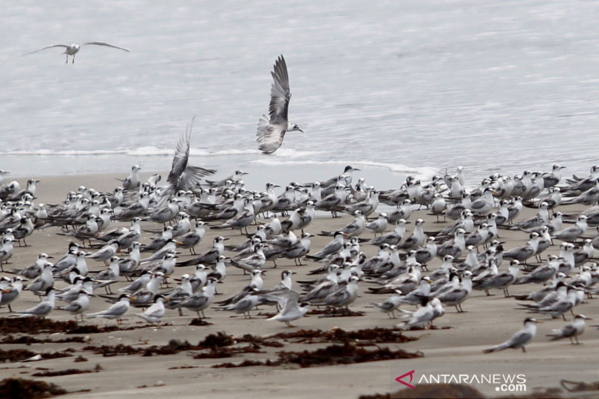 Burung camar laut