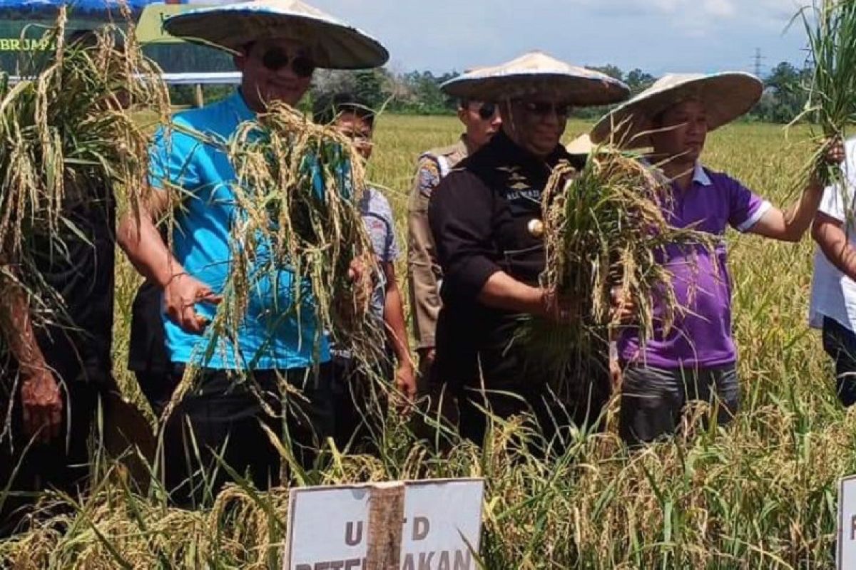 Sulawesi Tenggara kembangkan benih unggul padi "trisakti"