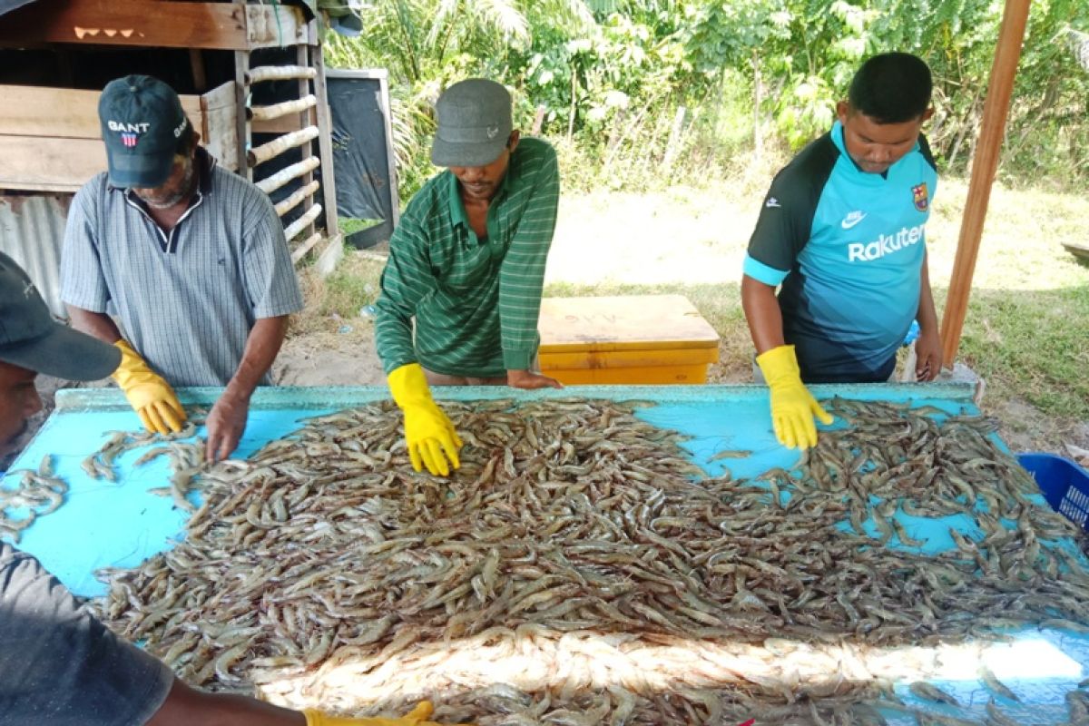 Ekspor udang vaname di Aceh ke Eropa turun akibat Corona