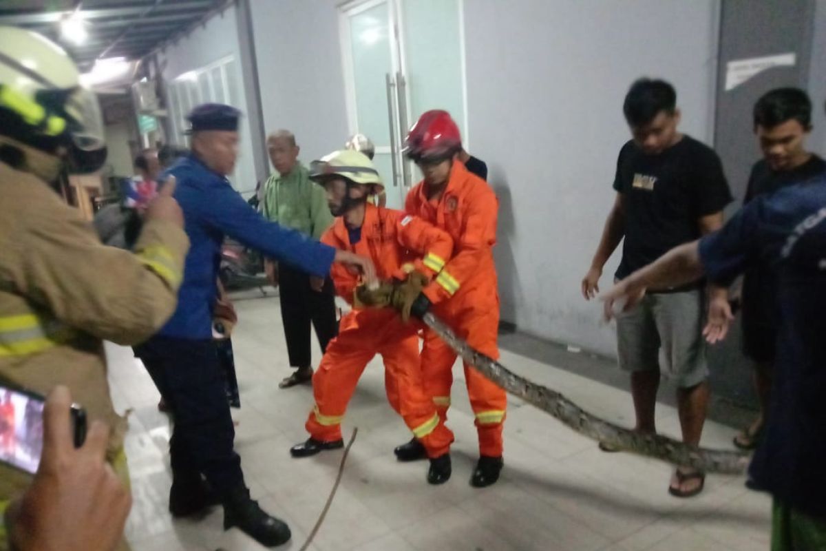 Petugas Damkar evakuasi ular sanca sepanjang empat meter dari saluran air warga
