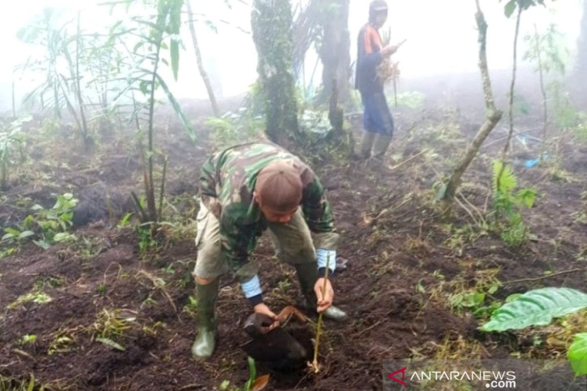 Masyarakat tumpangsarikan kapulaga dengan tanaman Aren