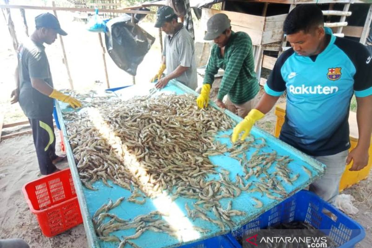 Budi daya udang vaname mampu produksi 100 ton per panen di Aceh Barat