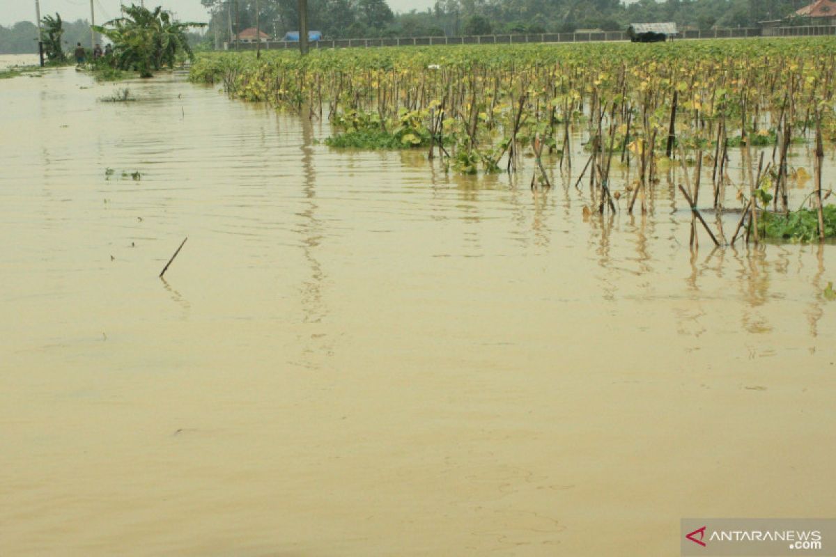 Ratusan hektare padi dan jagung di Agam rusak