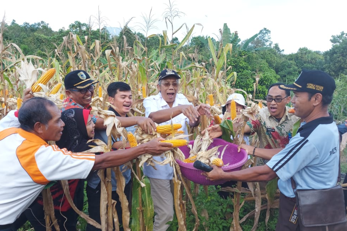 Bupati Jarot panen jagung hibrida