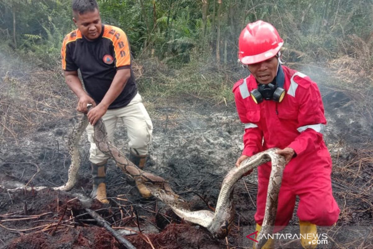 Ular piton berikut selusin telurnya mati akibat karhutla Riau