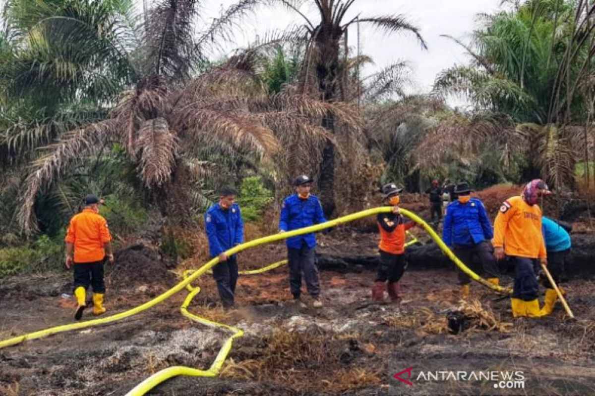 Kebakaran perkebunan sawit di Pasaman Barat, petugas berjibaku memadamkan api