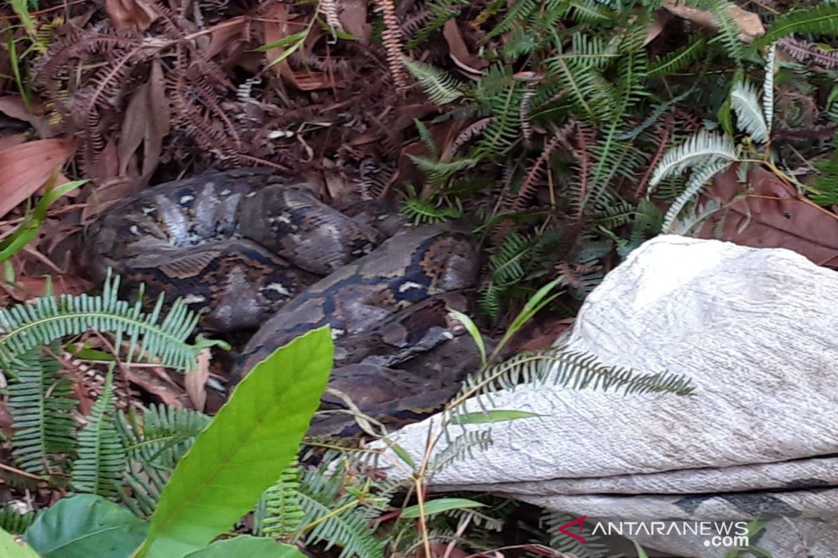 Warga lepasliarkan ular piton sepanjang 5 meter