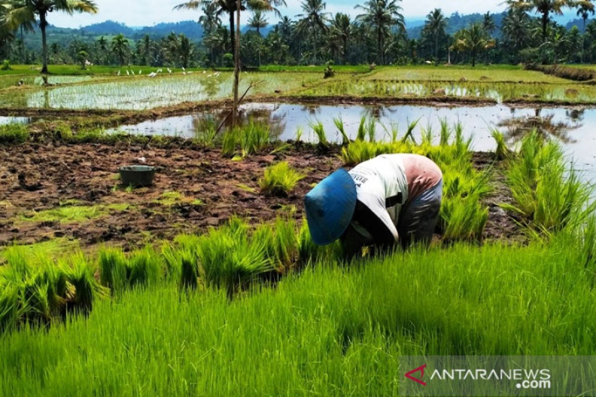 South Solok allocates 10 percent of budget for farming, MSMEs