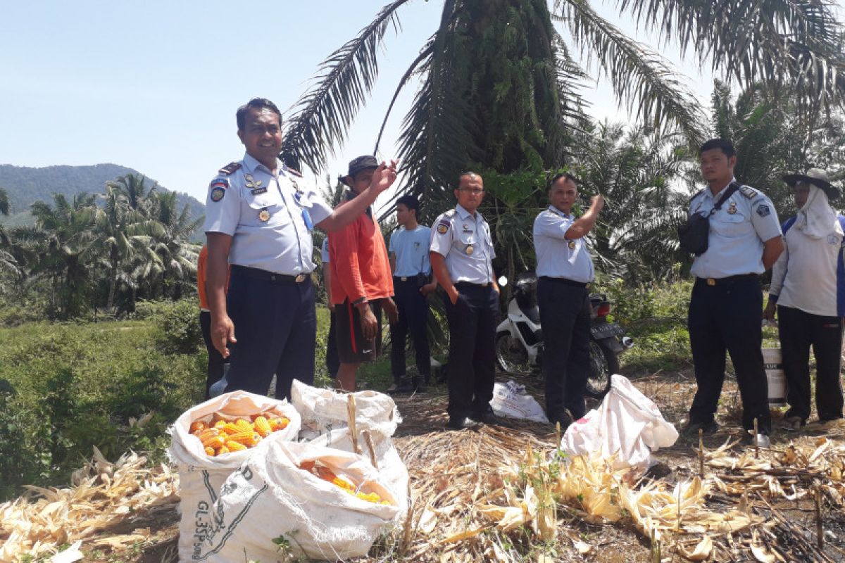 Napi Lapas Terbuka Pasaman dibina berkebun dan bertani (Video)