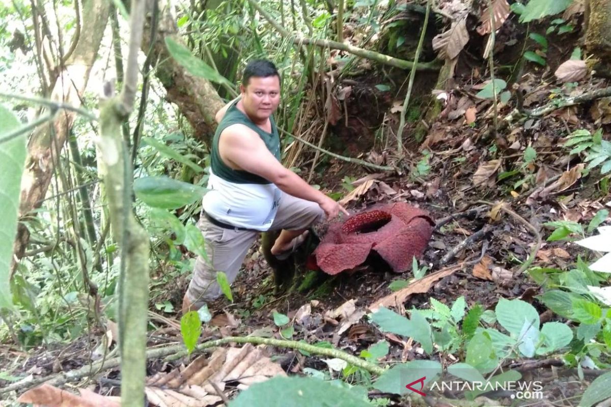 Bunga Rafflesia Arnoldii mekar di Rejang Lebong