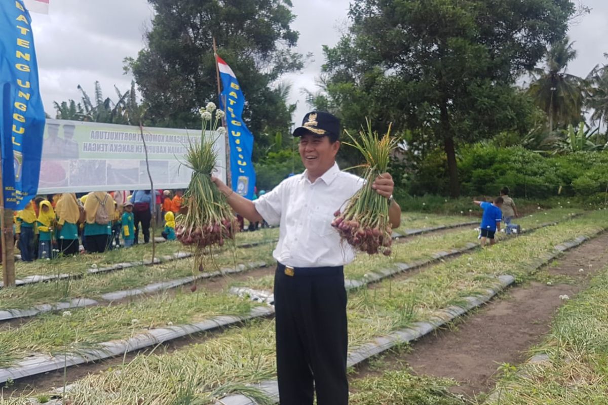 Pemkab Bangka Tengah dorong budidaya bawang dan cabai merah