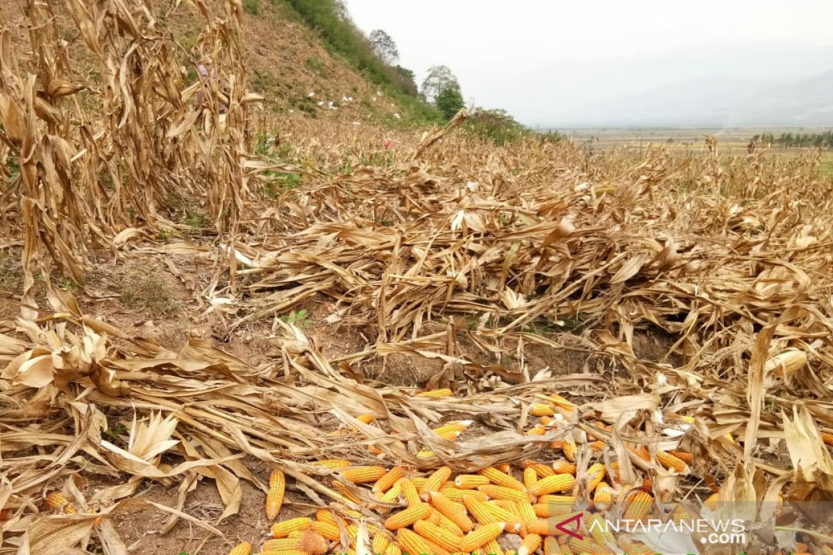 Petani Sumut pilih benih jagung BISI untuk program bantuan benih