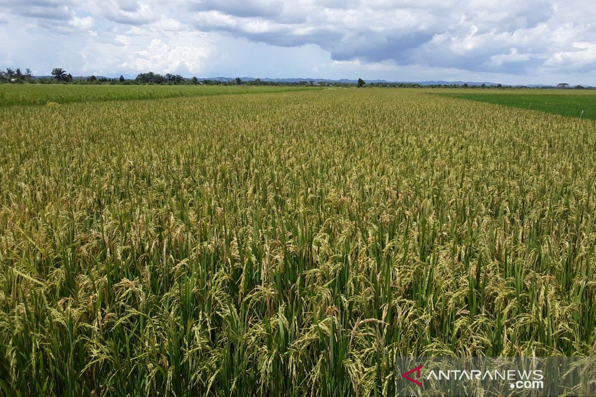 Luas panen padi Kaltim diperkirakan mencapai 66,887,24 hektare