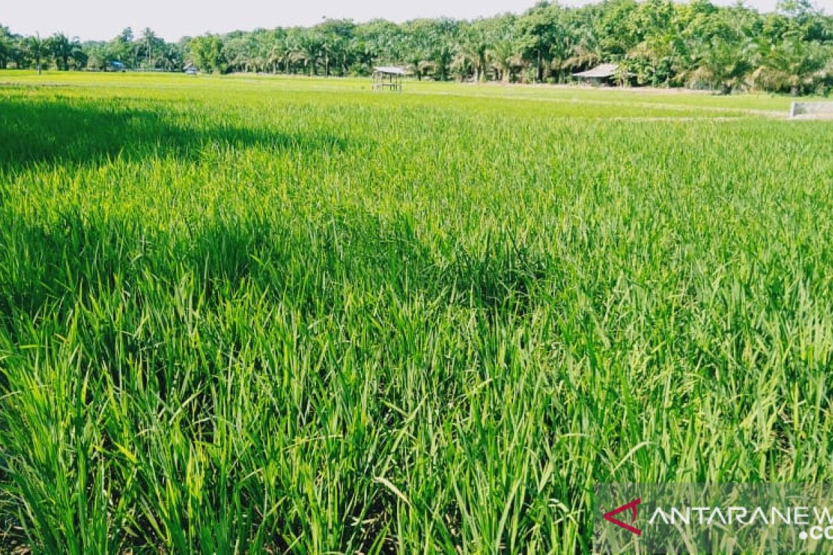 Tanah Bumbu partners Balidbang to develop agriculture