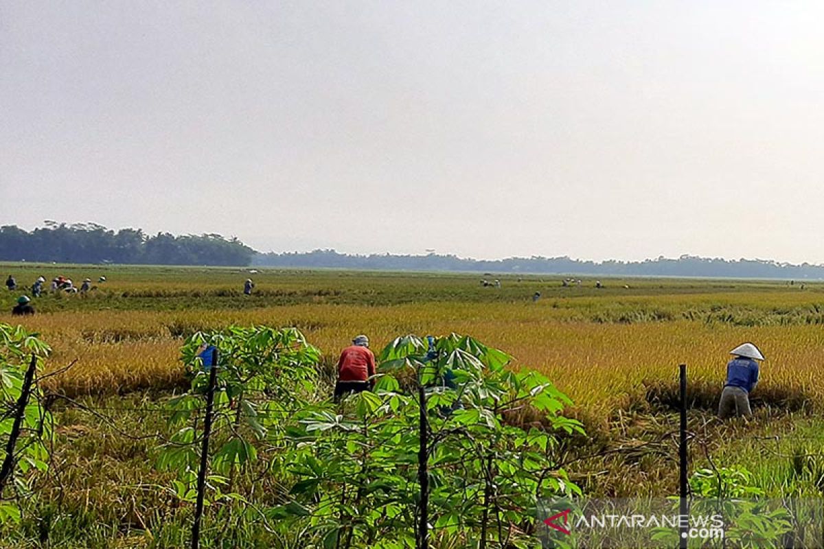 Panen raya di Cilacap diperkirakan berlangsung Maret