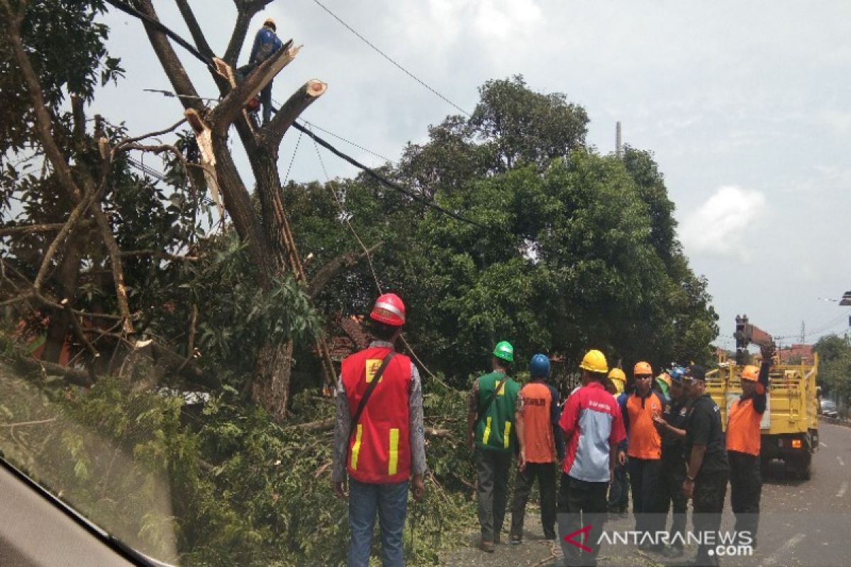 Gubernur Babel: Jangan marah PLN tebang pohon di jaringan listrik