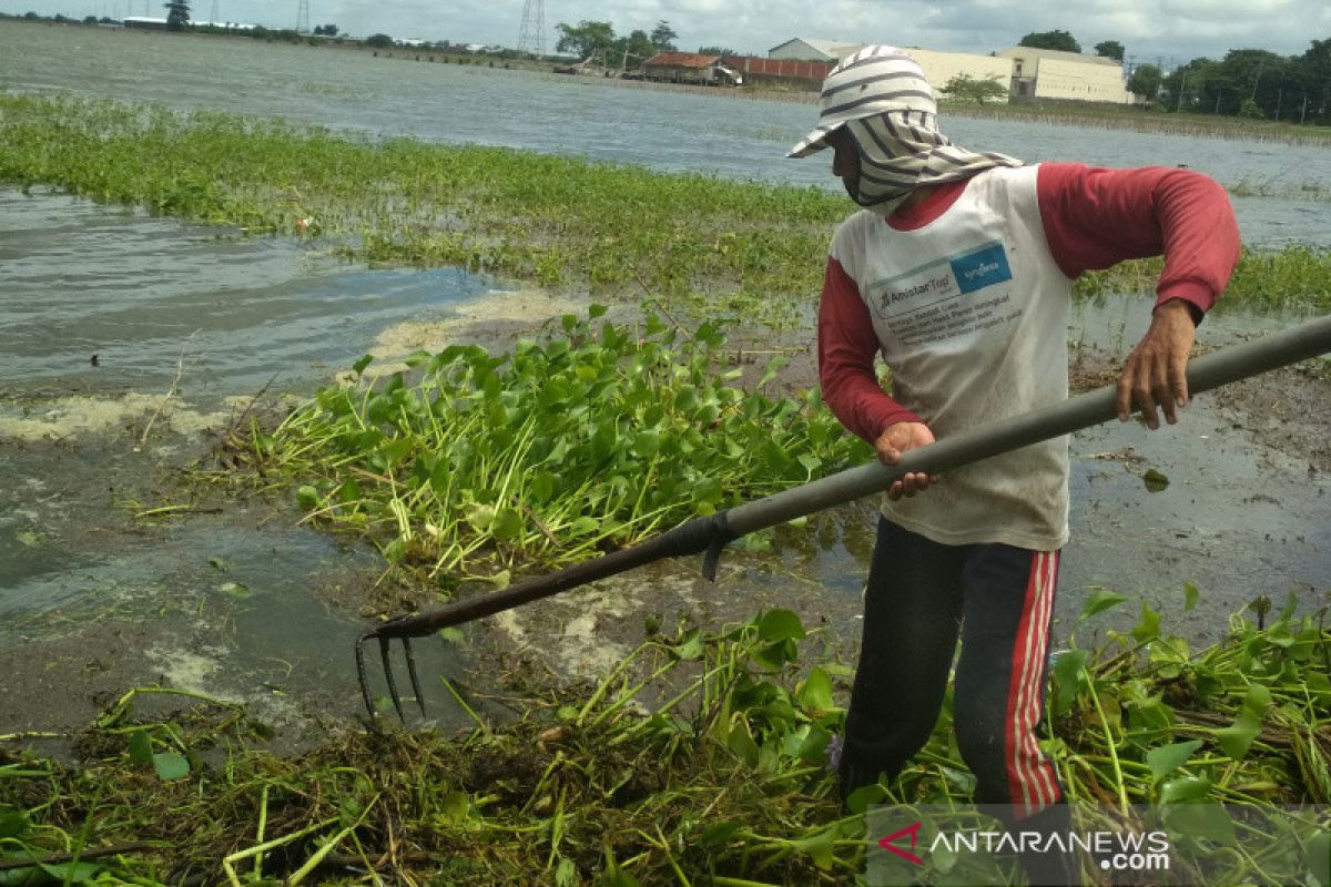 Banjir Kudus, 112 hektare tanaman padi puso