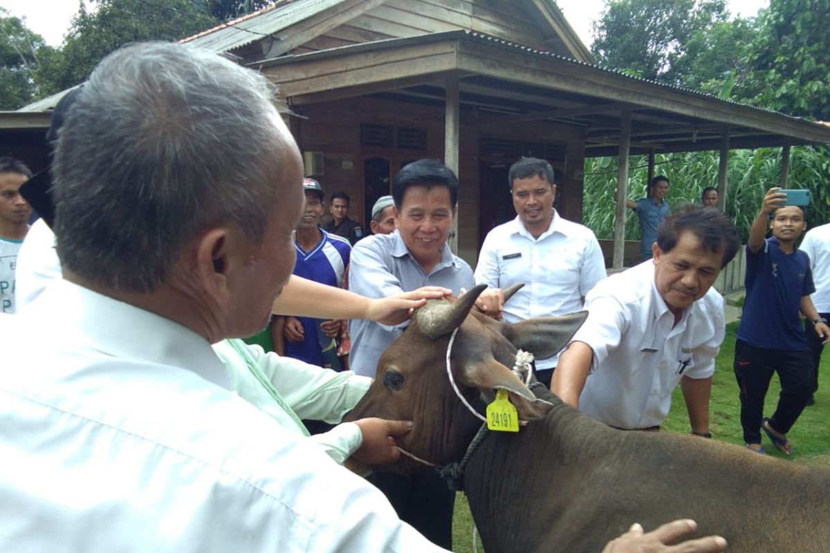 Bangka Tengah dorong peternak kembangkan bisnis daging sapi