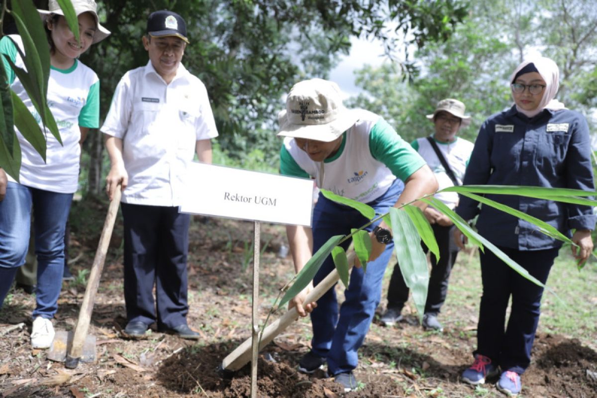 Taspen dan UGM tanam ribuan bambu di Wanagama untuk pelestarian alam
