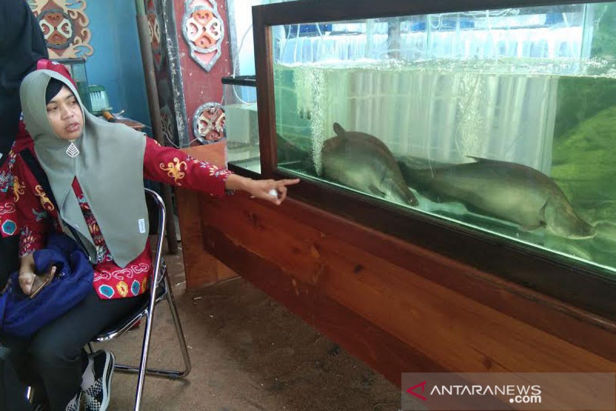 Legislator Seruyan berharap budidaya ikan Balida berkelanjutan