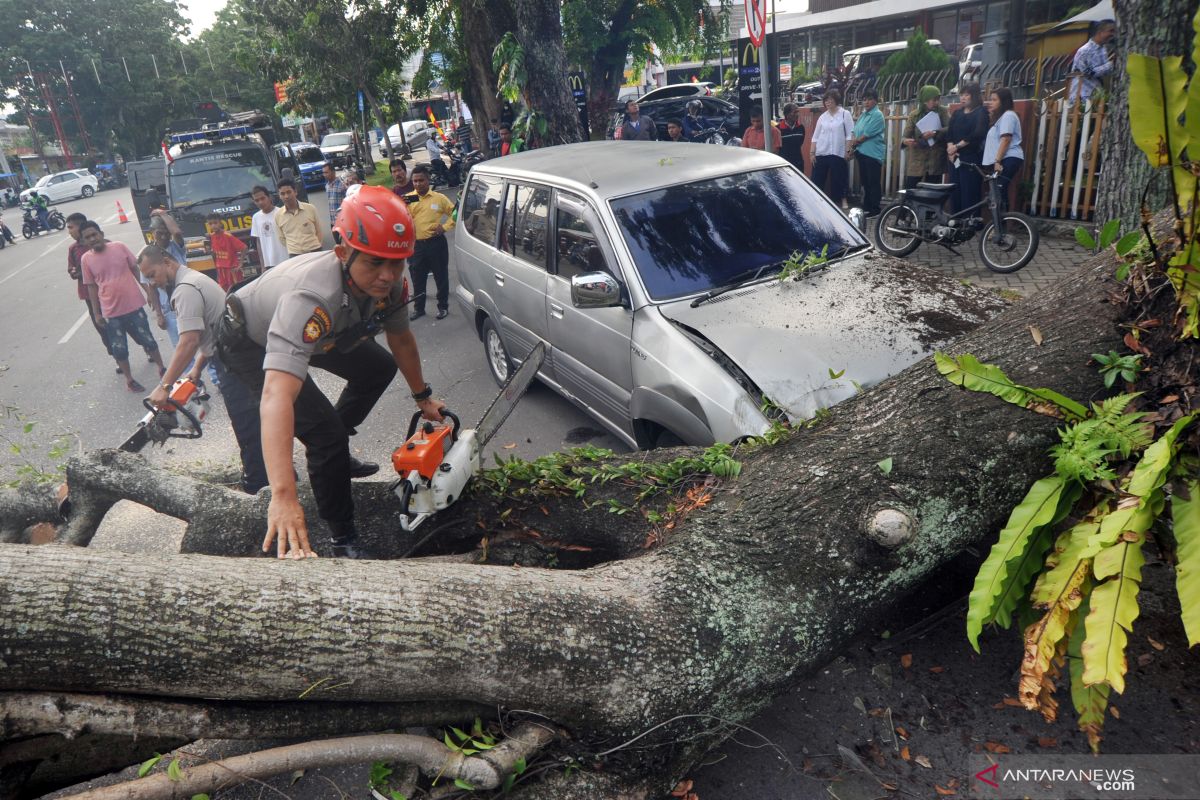 Hujan angin di Sleman mengakibatkan puluhan pohon tumbang