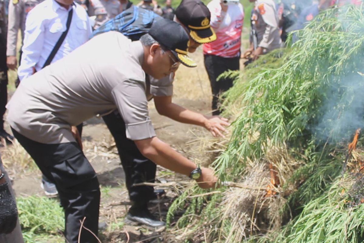 Kapolda Aceh pimpin pemusnahan ladang ganja di Gayo Lues