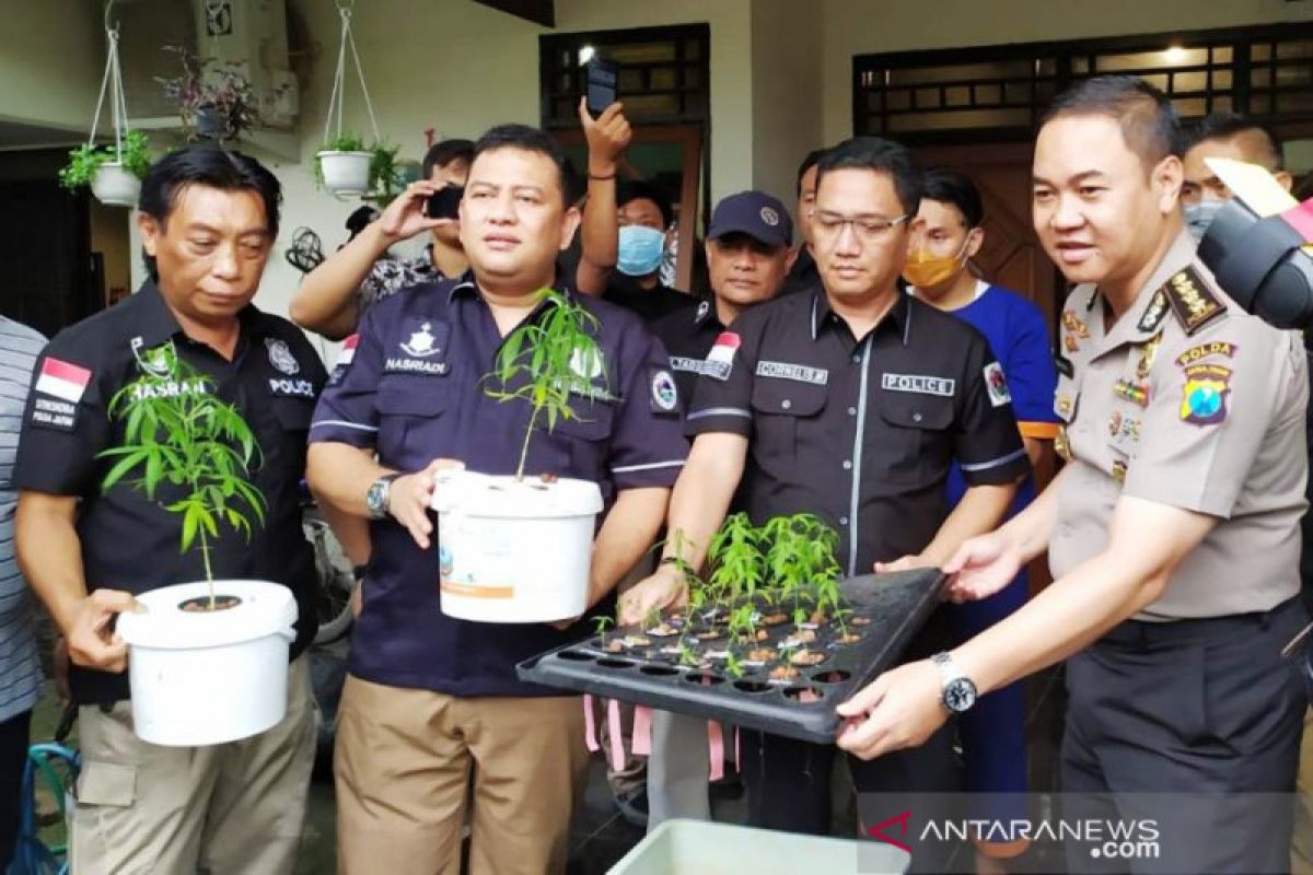 Polda Jatim menggerebek rumah penanaman ganja di Surabaya