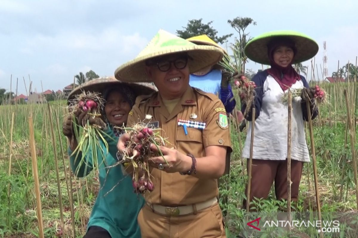 Bawang merah dicanangkan jadi komoditas unggulan pertanian Kota Sukabumi