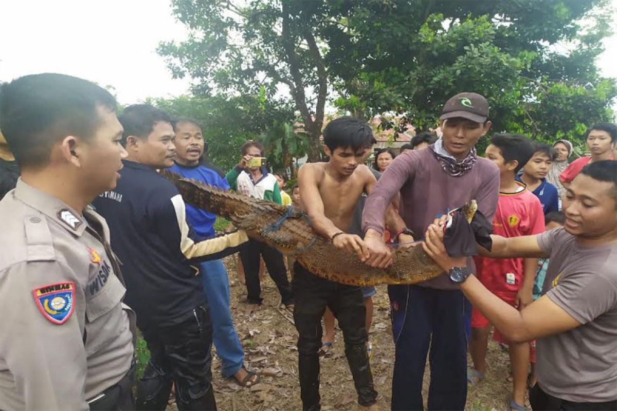 Warga tangkap seekor anak buaya sepanjang 1,5 meter