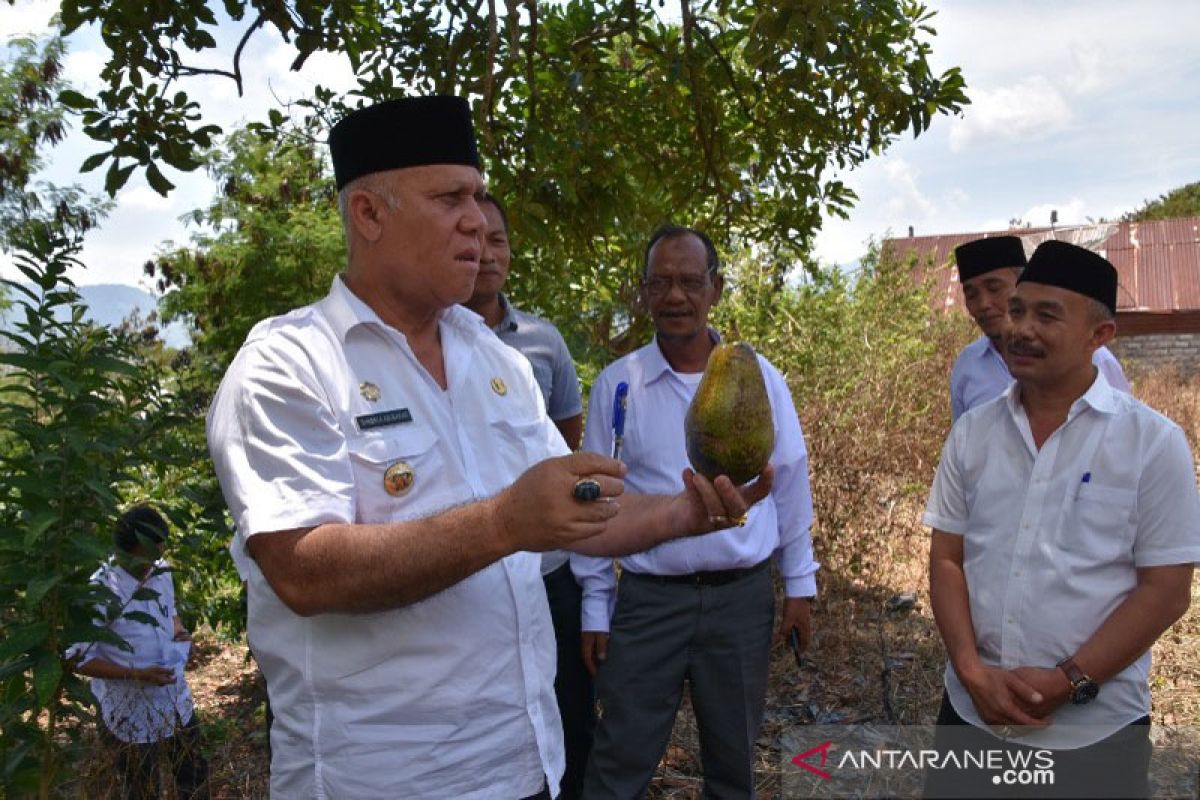 Buah asli lokal semakin langka, Pemkab Aceh Tengah upayakan pelestarian