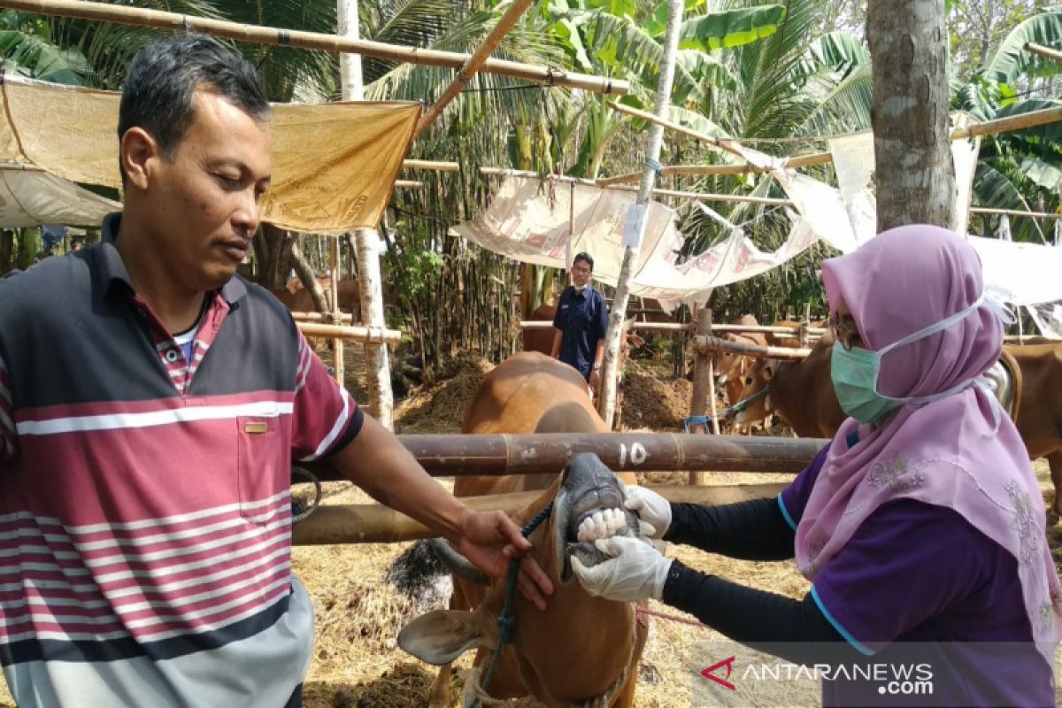 Pemkab Gunung Kidul izinkan ternak dari endimik antraks dijual