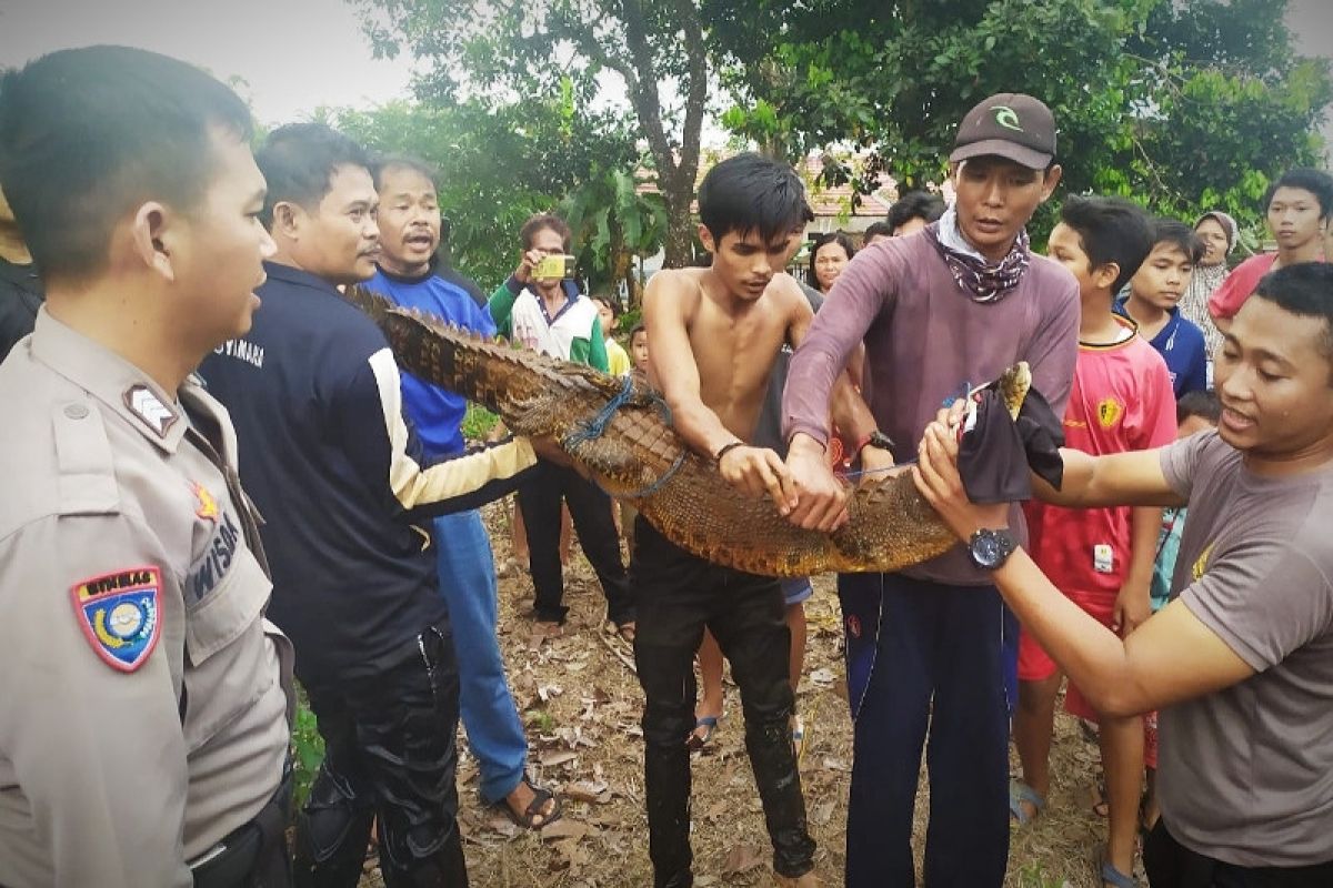 Seekor buaya ditangkap, warga Desa Mentaren diminta tetap waspada