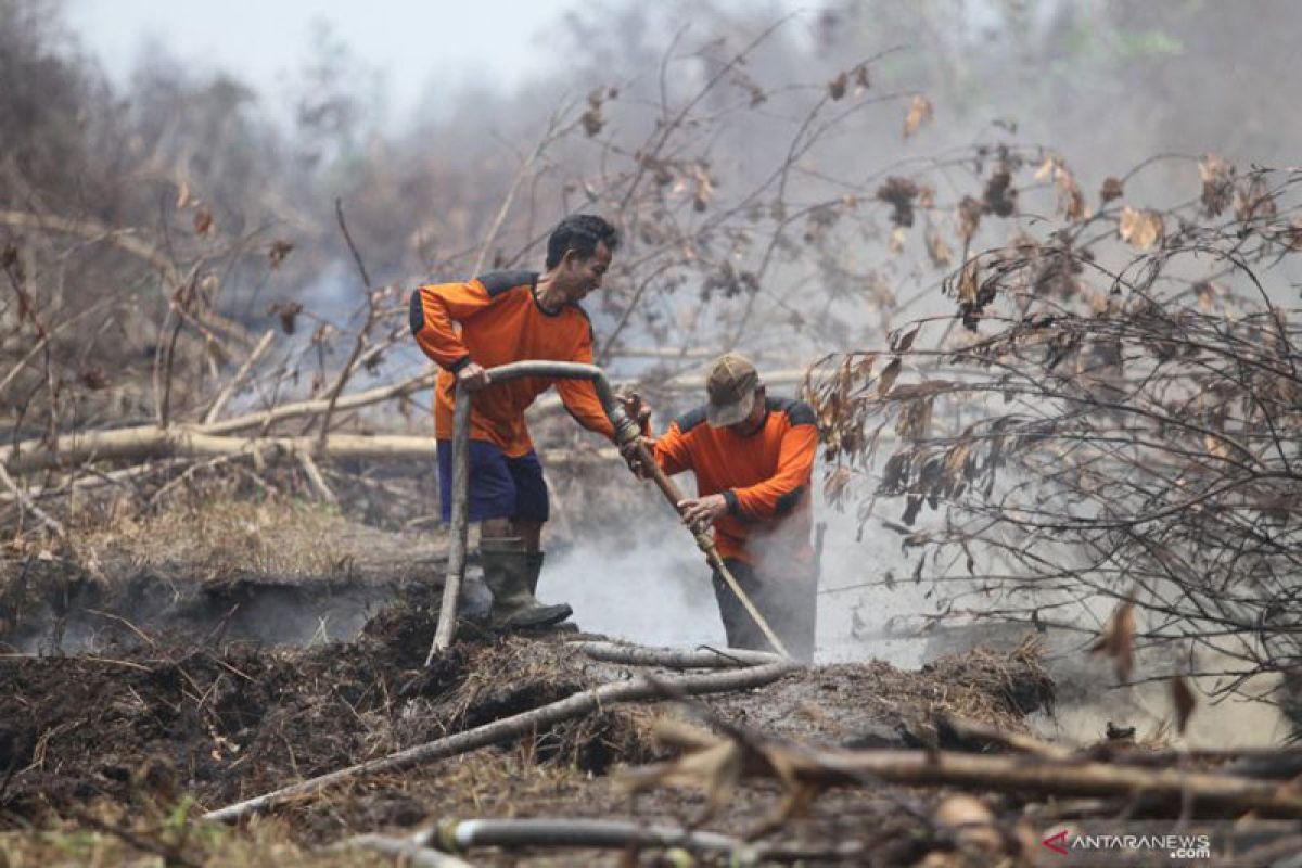 Sustainable peatland management crucial in preventing fires: President