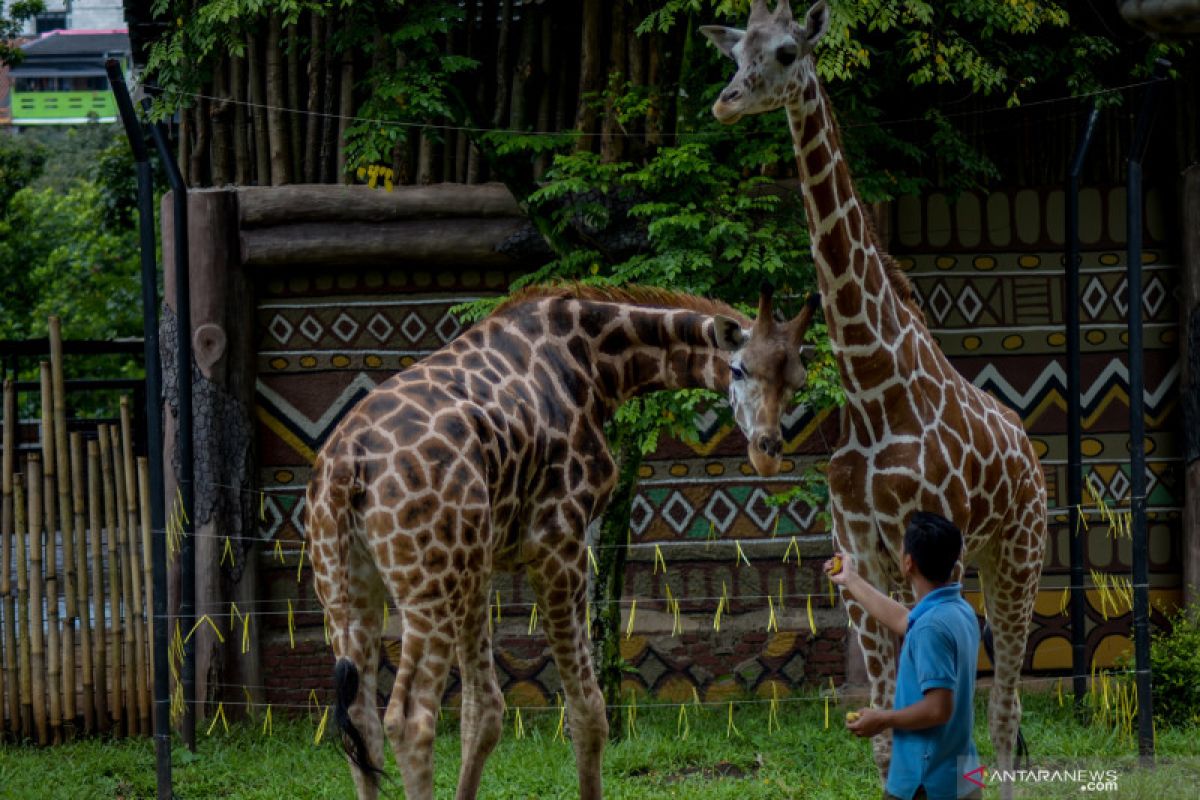 Bandung Zoo tutup hingga 29 Mei 2020