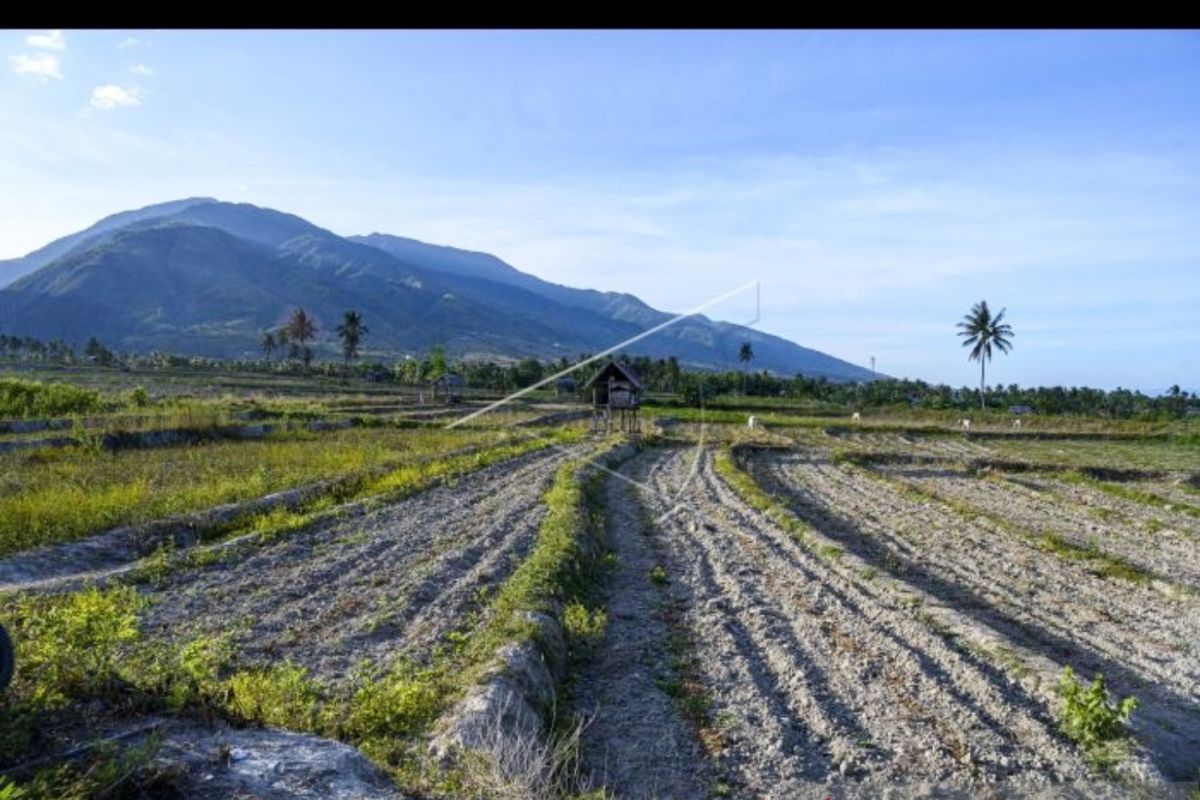 Lahan pertanian di Sulteng terancam hilang perlahan-lahan