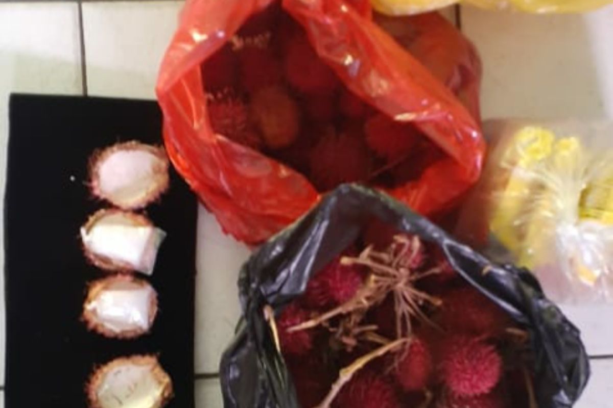 Police thwart attempt to smuggle drugs inside rambutan fruits
