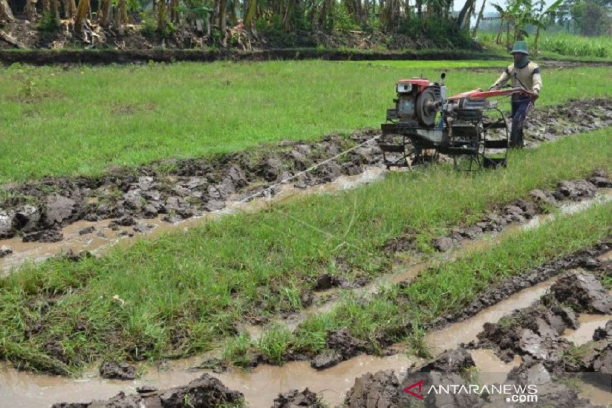 BPS : Produksi padi Jambi  2019 turun 19,09 persen