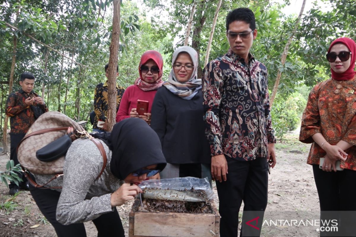 Petani Belitung Timur berhasil kembangkan usaha madu lebah trigona