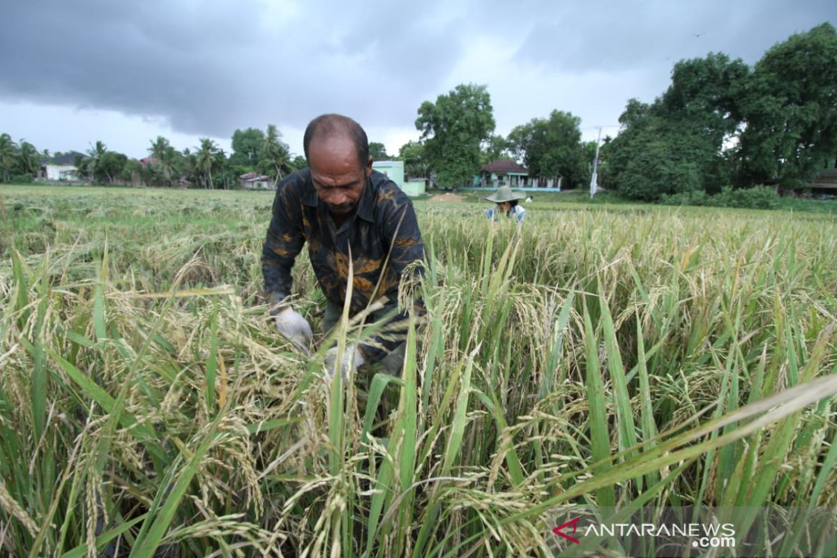BPS sebut nilai tukar petani Aceh turun 1,87 persen