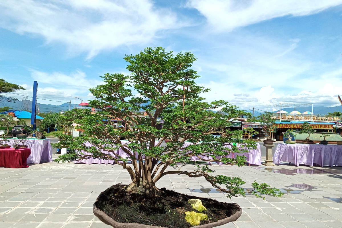 Bonsai Rp100 juta dipamerkan di pameran jemur bonsai 2020