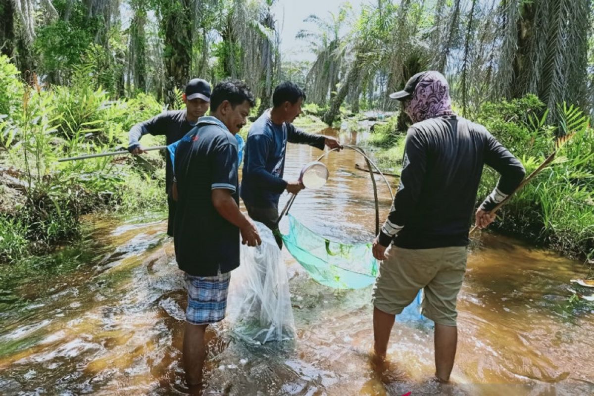 Mukomuko berupaya budidayakan ikan mikih