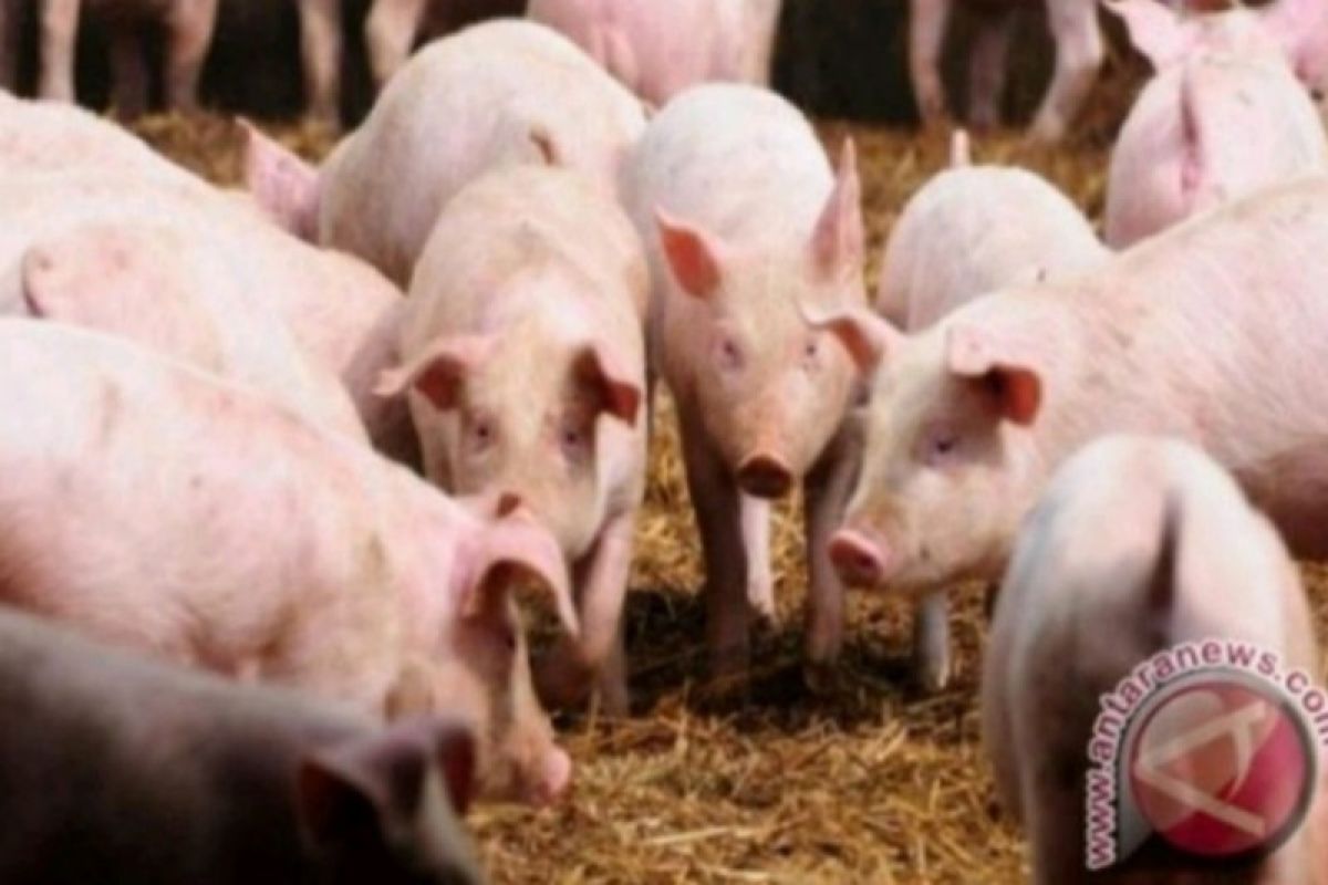 Kematian babi di NTT akibat virus african capai 22.000-an ekor