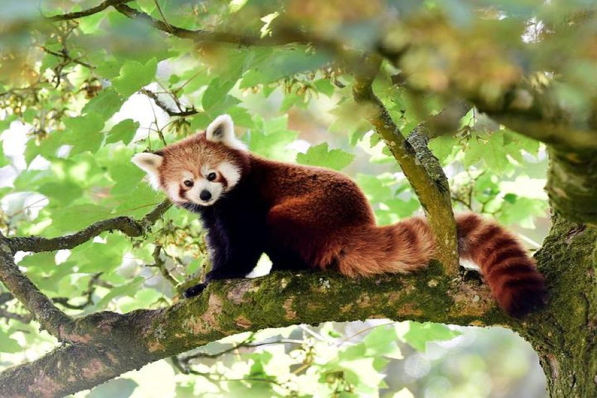 Penelitian genetik menunjukkan panda merah sebenarnya dua spesies berbeda
