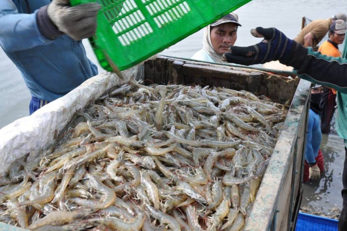 KKP genjot produksi  udang di tengah COVID-19