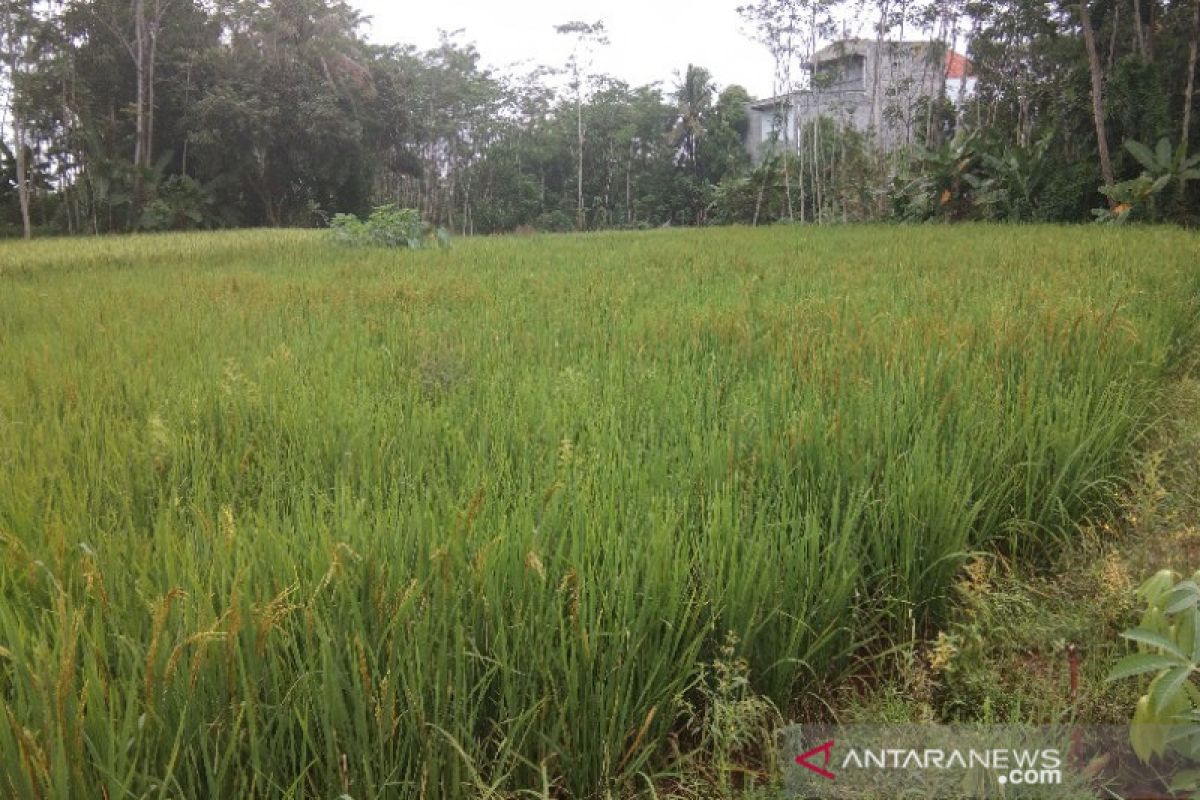 175 hektare tanaman padi di Pekalongan diserang hama tikus