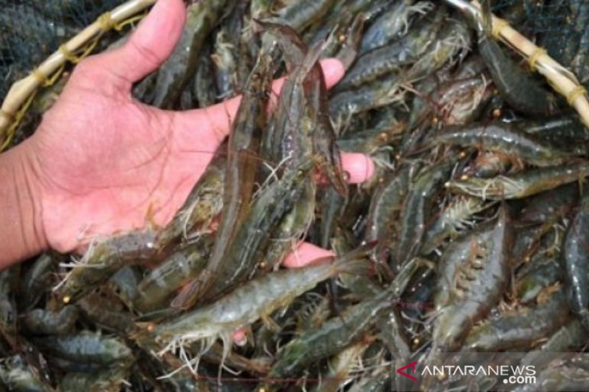 Produksi udang vanname Bangka capai 1.123 ton.