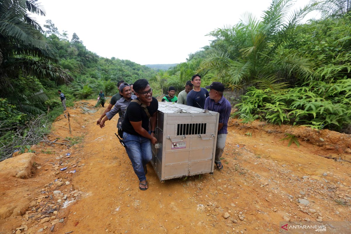 BKSDA lepas liarkan anak harimau Sumatera yang masuk perangkap