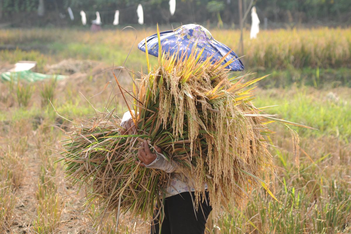 Petani Lebak, Banten, mulai  panen padi seluas 7.000 hektare